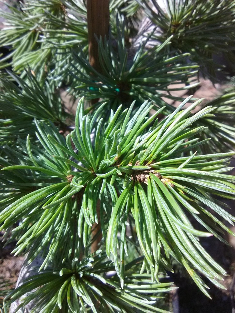 Weeping Blue Atlas Cedar | Cedrus atlantica 'Pendula' - image 3