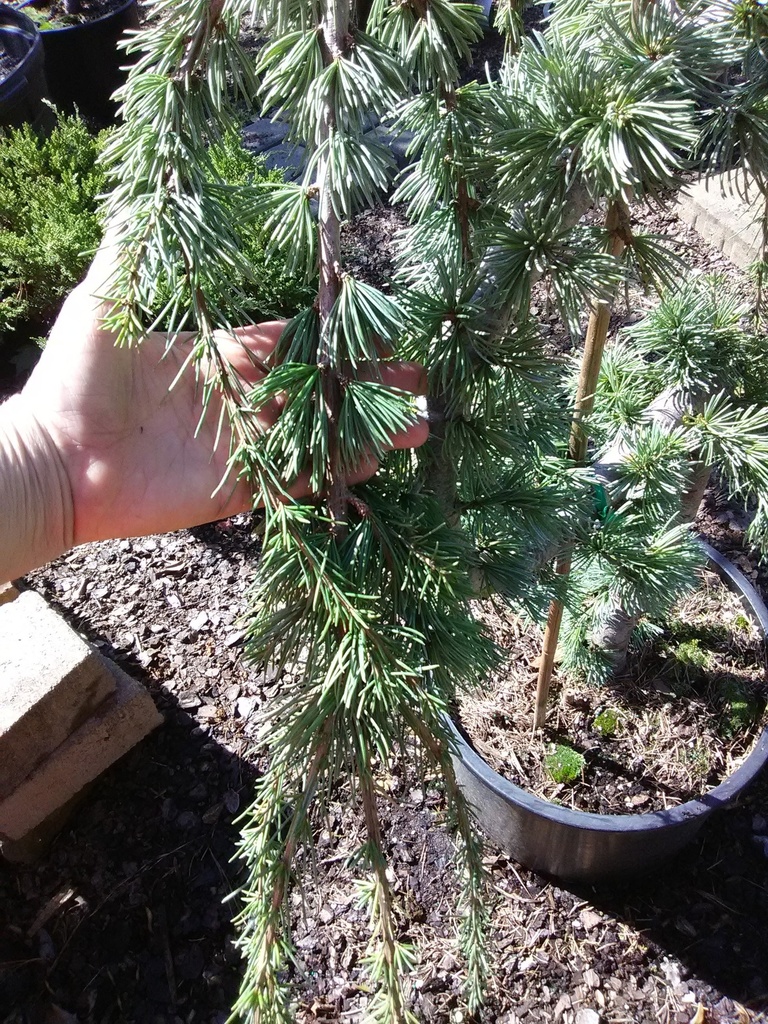 Weeping Blue Atlas Cedar | Cedrus atlantica 'Pendula' - image 4