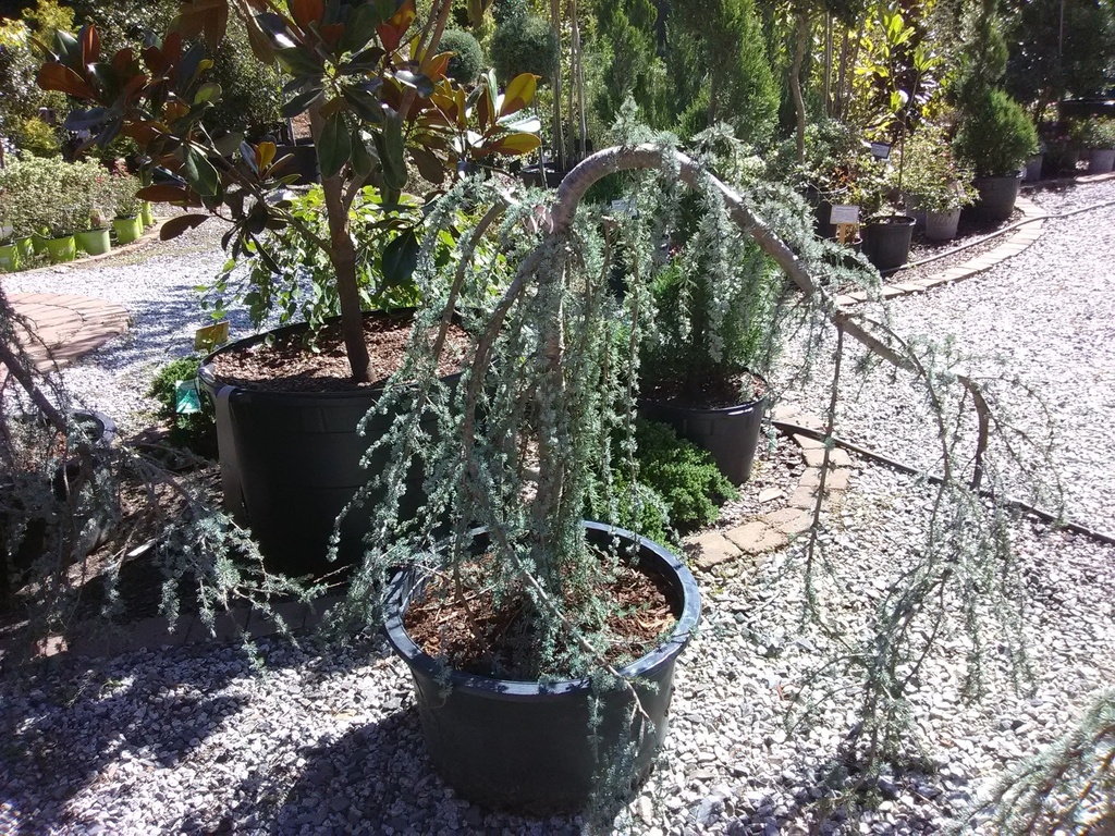 Weeping Blue Atlas Cedar | Cedrus atlantica 'Pendula' - image 5