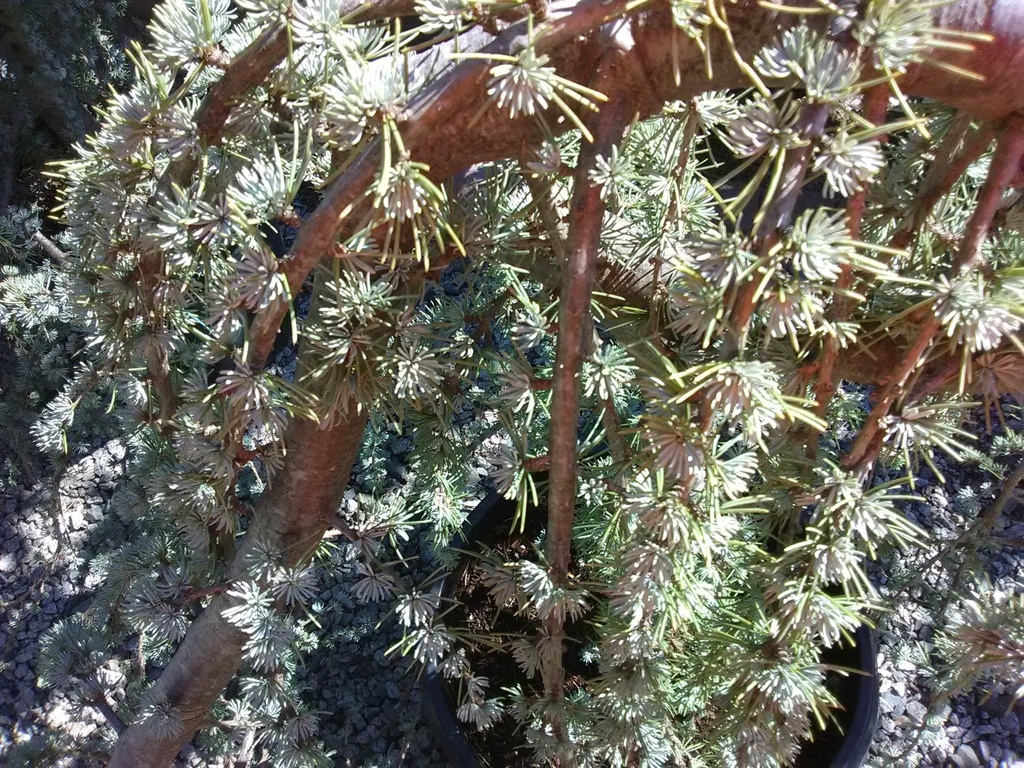 Weeping Blue Atlas Cedar | Cedrus atlantica 'Pendula' - image 6