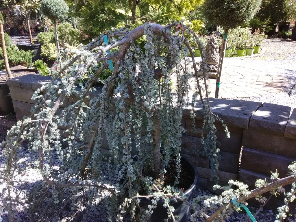 Weeping Blue Atlas Cedar | Cedrus atlantica 'Pendula' - image 7