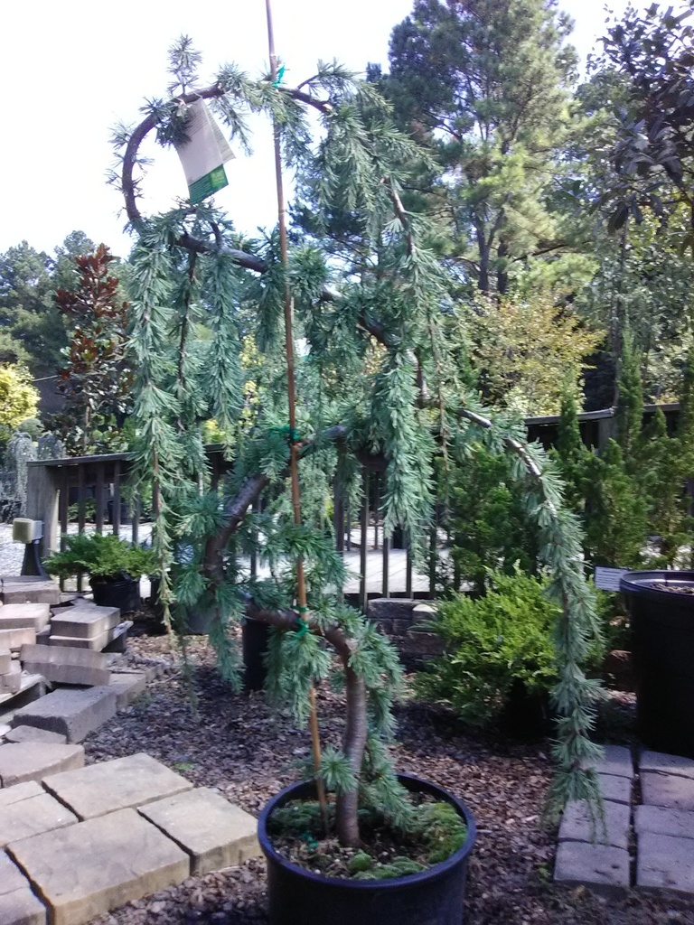 Weeping Blue Atlas Cedar | Cedrus atlantica 'Pendula' - image 8