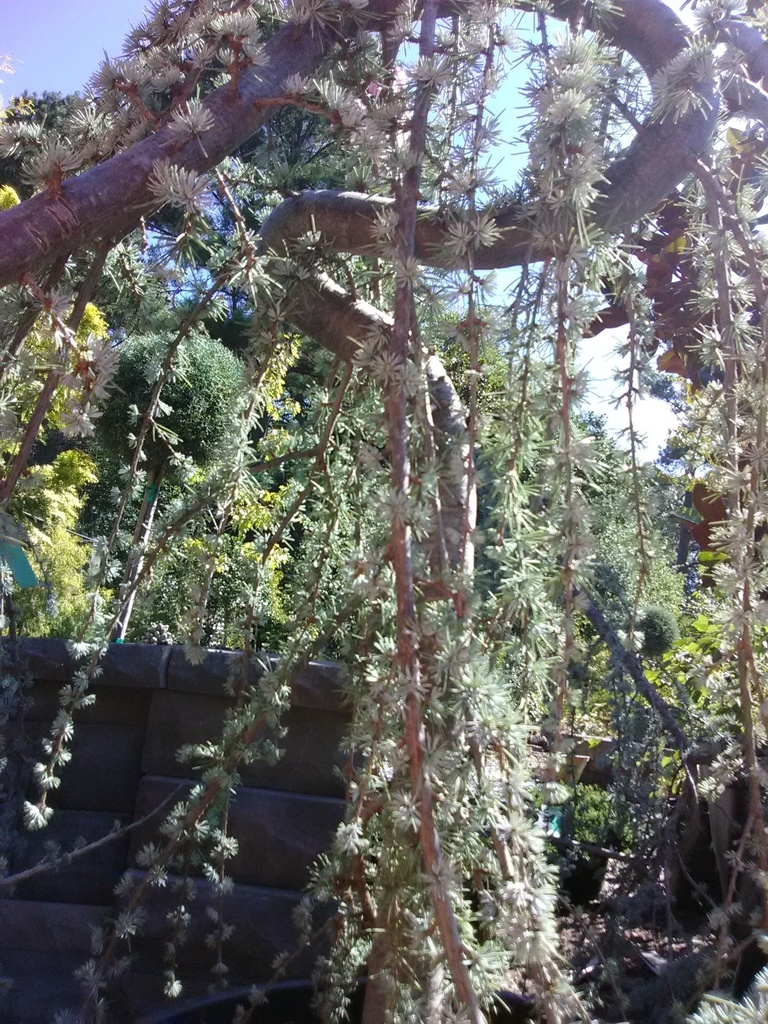 Weeping Blue Atlas Cedar | Cedrus atlantica 'Pendula' - image 9