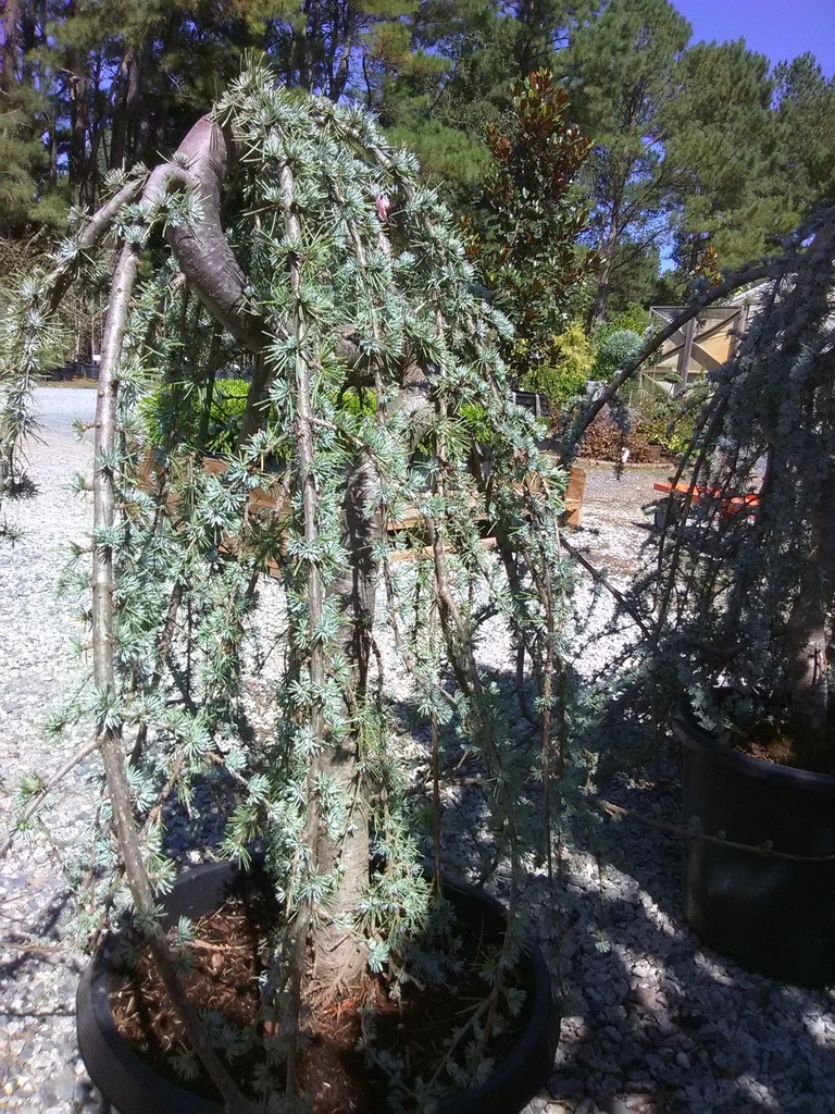 Weeping Blue Atlas Cedar | Cedrus atlantica 'Pendula' - image 10