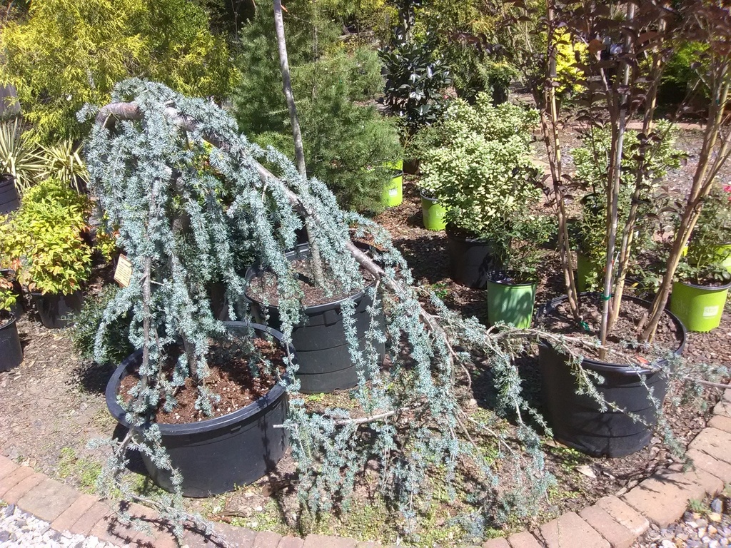 Weeping Blue Atlas Cedar | Cedrus atlantica 'Pendula' - image 11