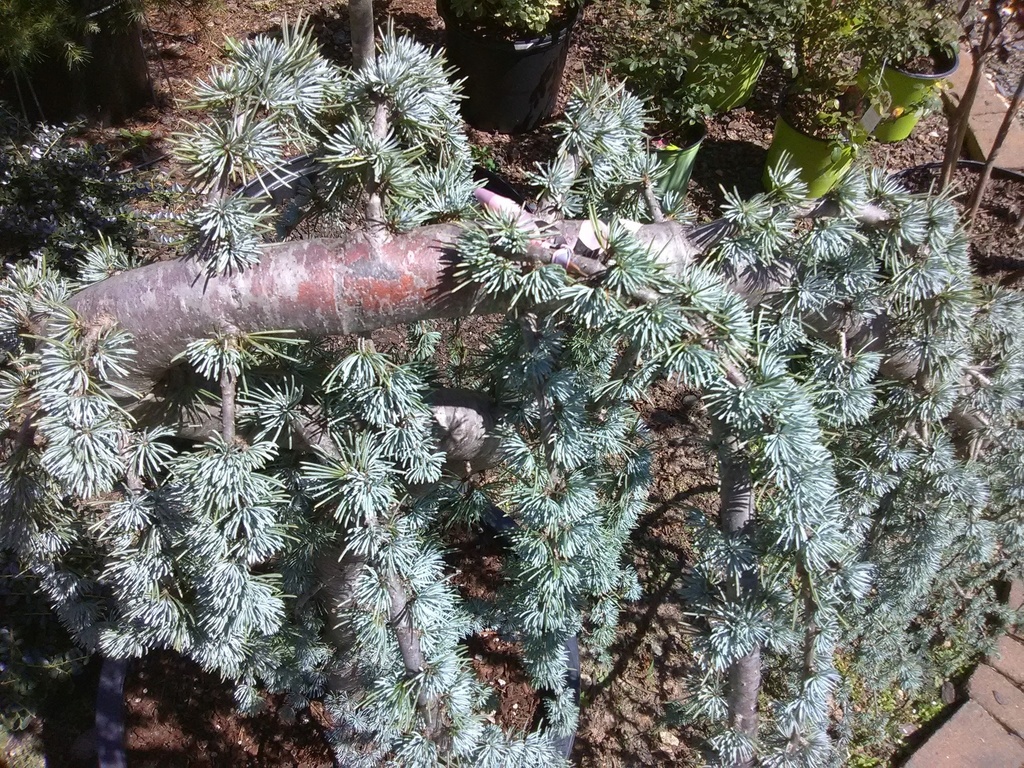 Weeping Blue Atlas Cedar | Cedrus atlantica 'Pendula' - image 12