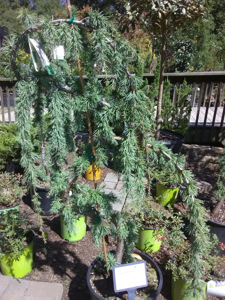 Weeping Blue Atlas Cedar | Cedrus atlantica 'Pendula' - image 13