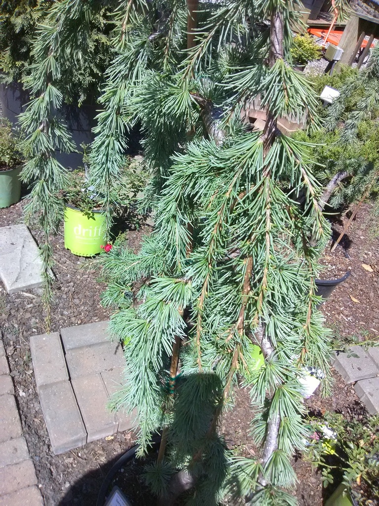 Weeping Blue Atlas Cedar | Cedrus atlantica 'Pendula' - image 14