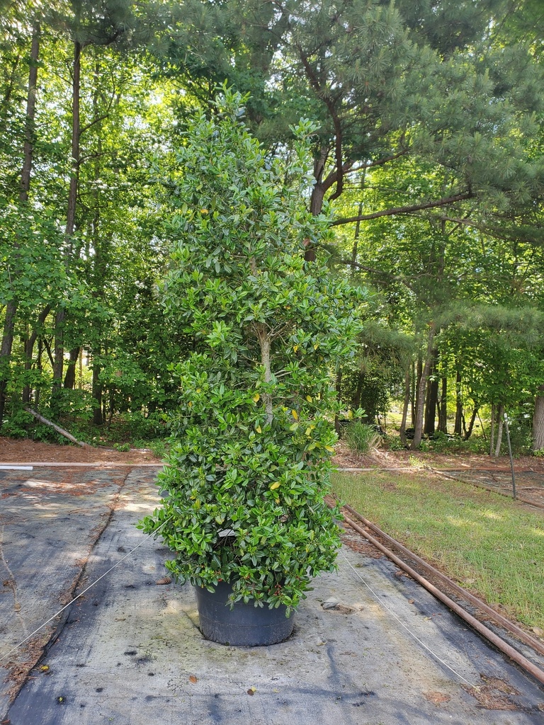 Oakland™ Holly (Ilex x 'Magland') - Evergreen Berry Shrub - image 2