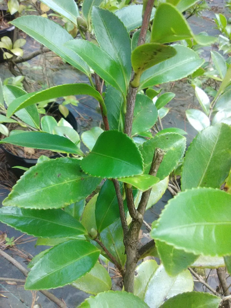 Showa-No-Sakae Camellia (Camellia sasanqua 'Showa-No-Sakae') - image 2