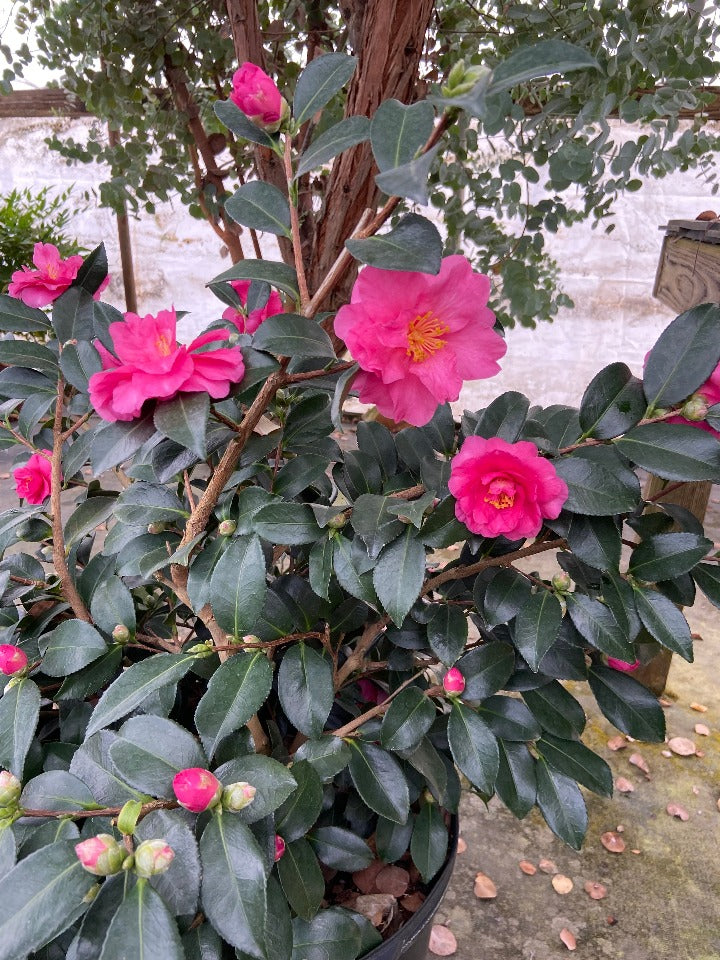 Shishigashira Camellia 'Lion's Head' | Camellia hiemalis - image 2