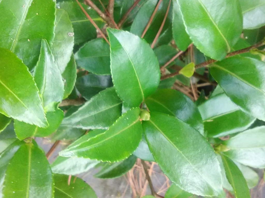 Jean May Camellia – Shell Pink Fall-Blooming Evergreen Shrub - image 2