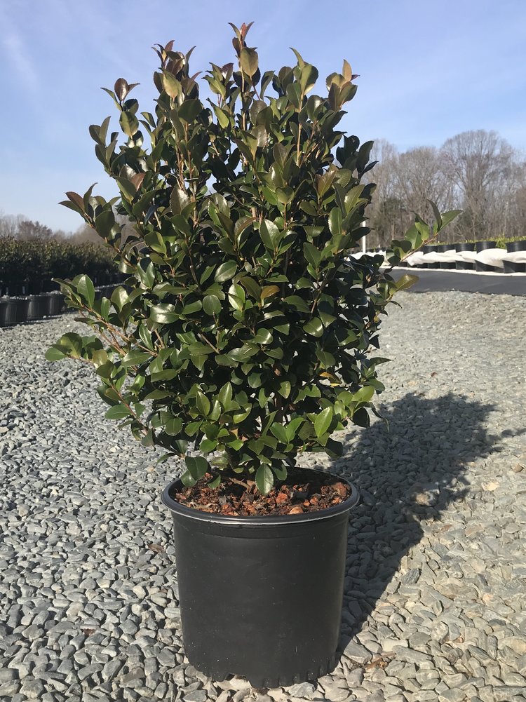 Cleopatra Camellia (Camellia sasanqua 'Cleopatra') - image 2