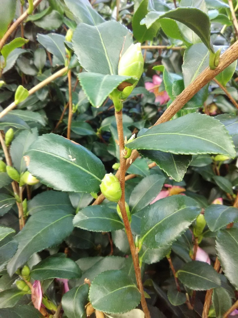 Cleopatra Camellia (Camellia sasanqua 'Cleopatra') - image 3
