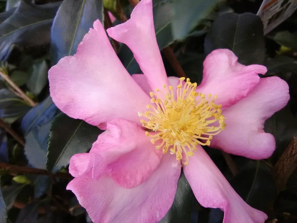Cleopatra Camellia (Camellia sasanqua 'Cleopatra') - image 4