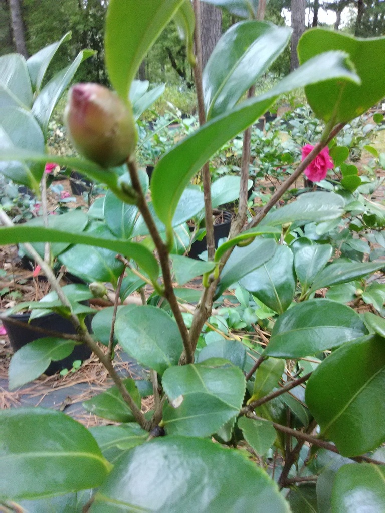 Bonanza Camellia – Deep Red Fall & Winter Blooming Evergreen - image 2