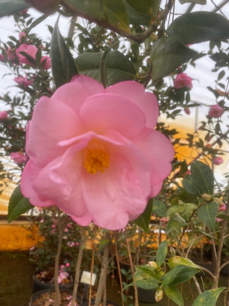 Taylor's Perfection Camellia | Pink Flowering Evergreen Shrub - image 2