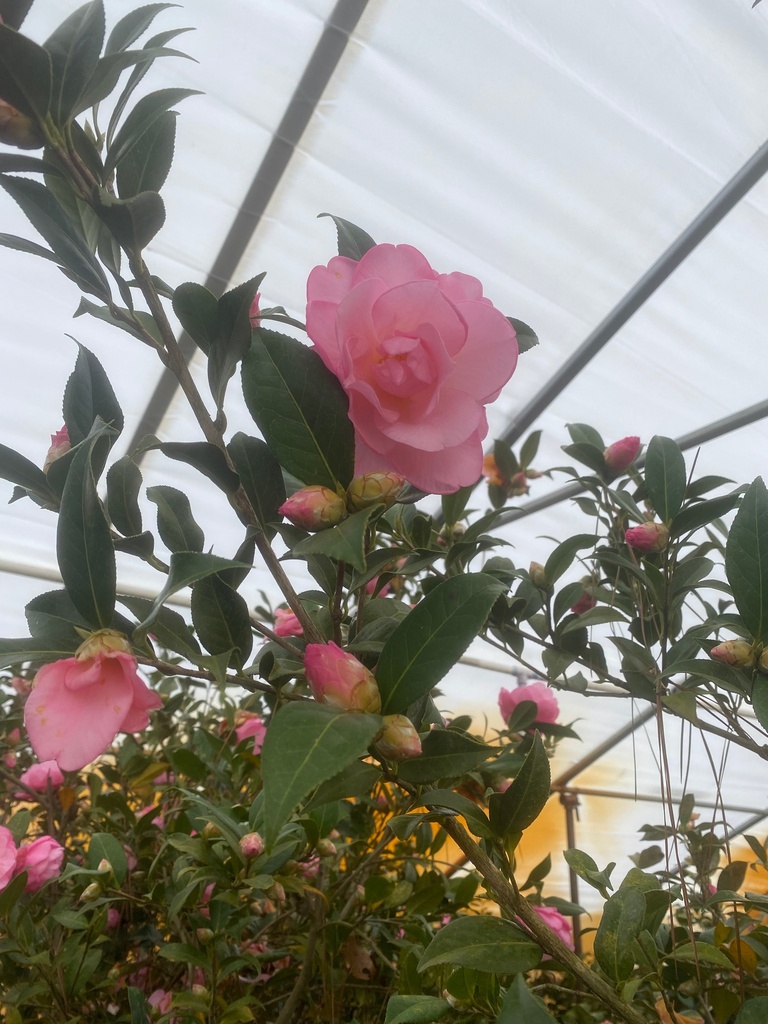 Taylor's Perfection Camellia | Pink Flowering Evergreen Shrub - image 3