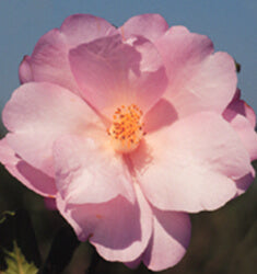 Taylor's Perfection Camellia | Pink Flowering Evergreen Shrub - image 4