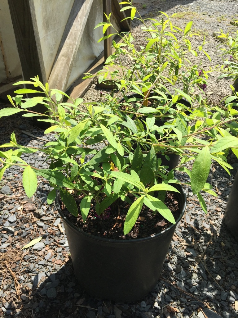 Evil Ways Butterfly Bush - Deep Purple Buddleia - image 2