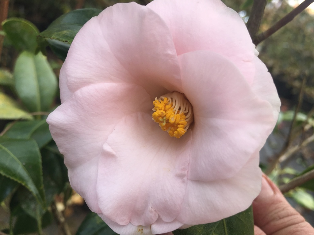 Magnoliaeflora Camellia (Hagoromo) - Blush Pink Evergreen - image 2