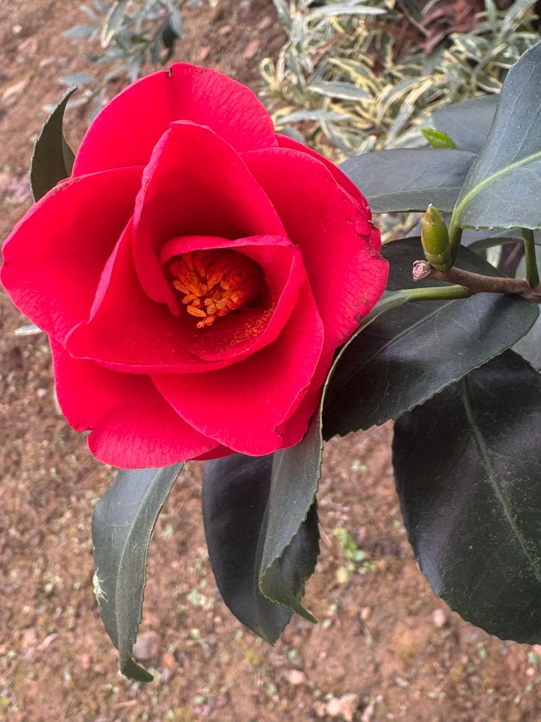 Greensboro Red Camellia - Camellia japonica - image 2