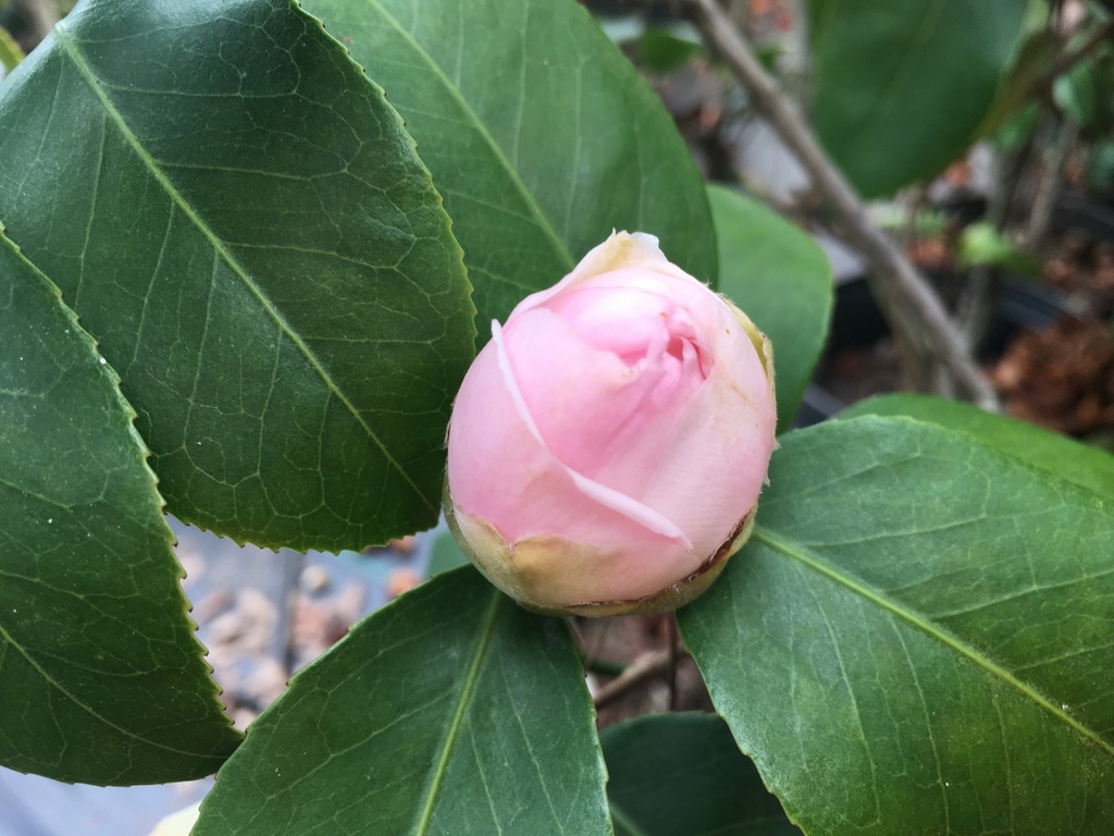 Debutante Camellia (Camellia japonica 'Debutante') - image 2