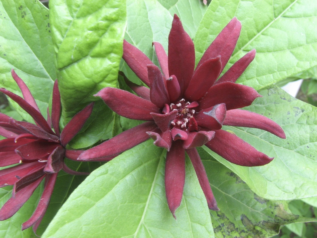 Carolina Allspice 'Sweet Bubby' - Calycanthus floridus - image 2