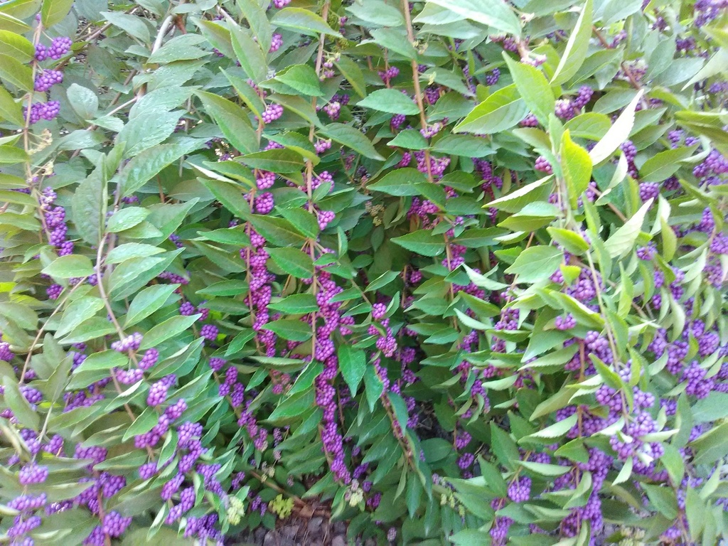 American Beautyberry (Callicarpa americana) - image 2