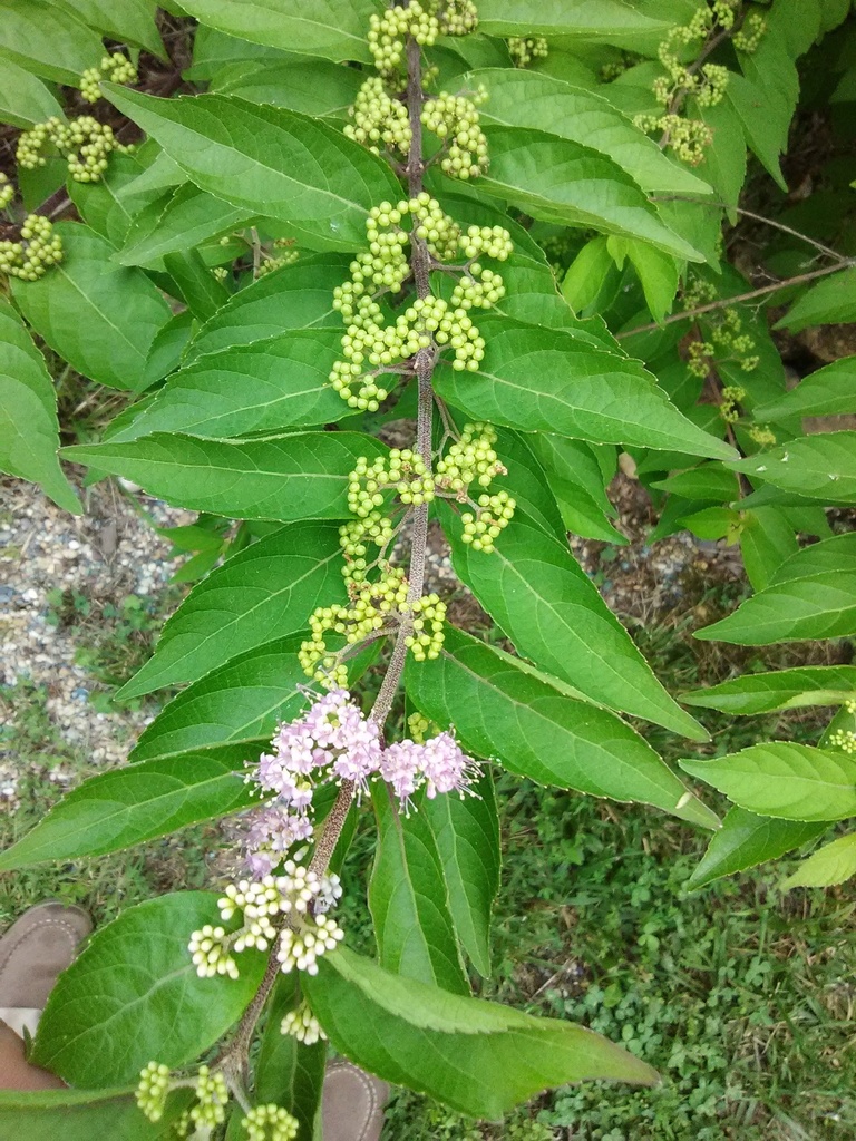 American Beautyberry (Callicarpa americana) - image 3