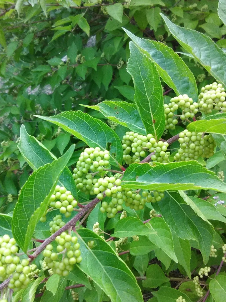 American Beautyberry (Callicarpa americana) - image 6