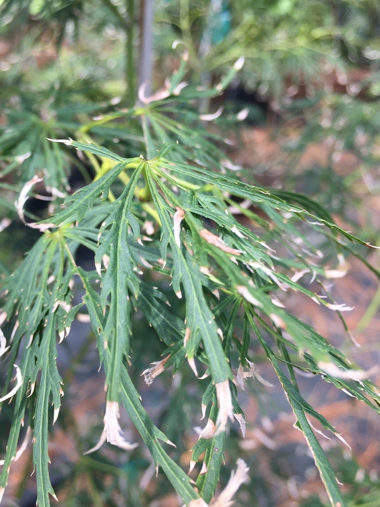 Viridis Japanese Maple - Laceleaf Green Dissectum - image 2