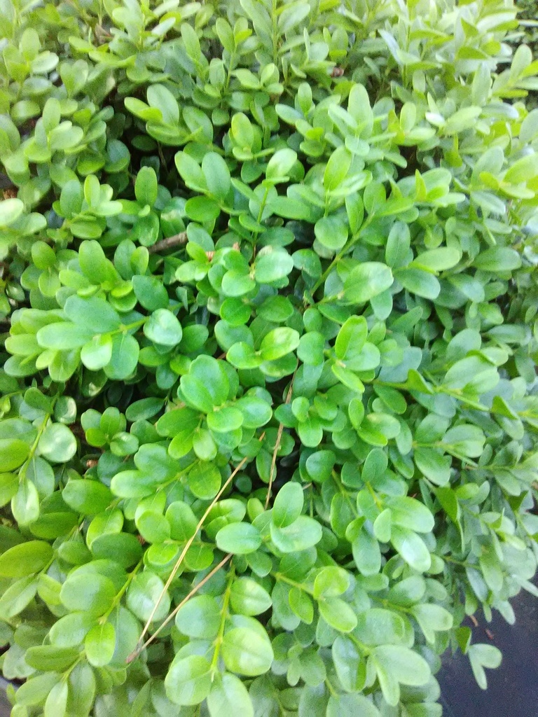 Old English Boxwood (Buxus sempervirens 'Suffruticosa') - image 2