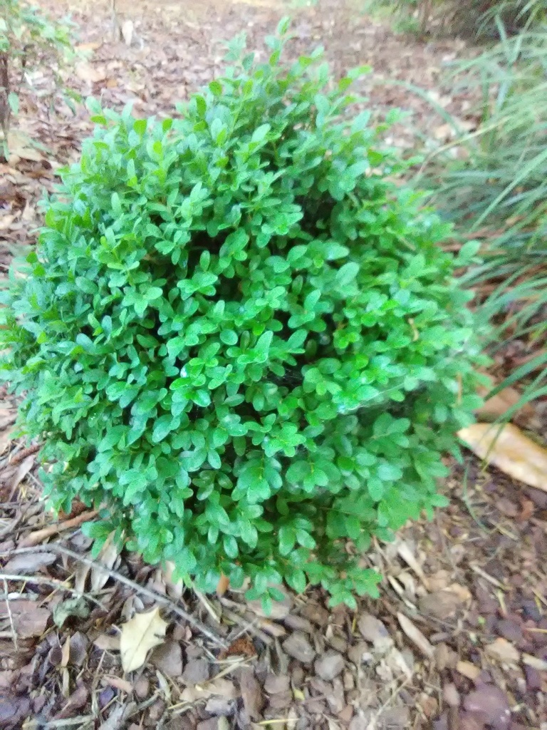 Old English Boxwood (Buxus sempervirens 'Suffruticosa') - image 3