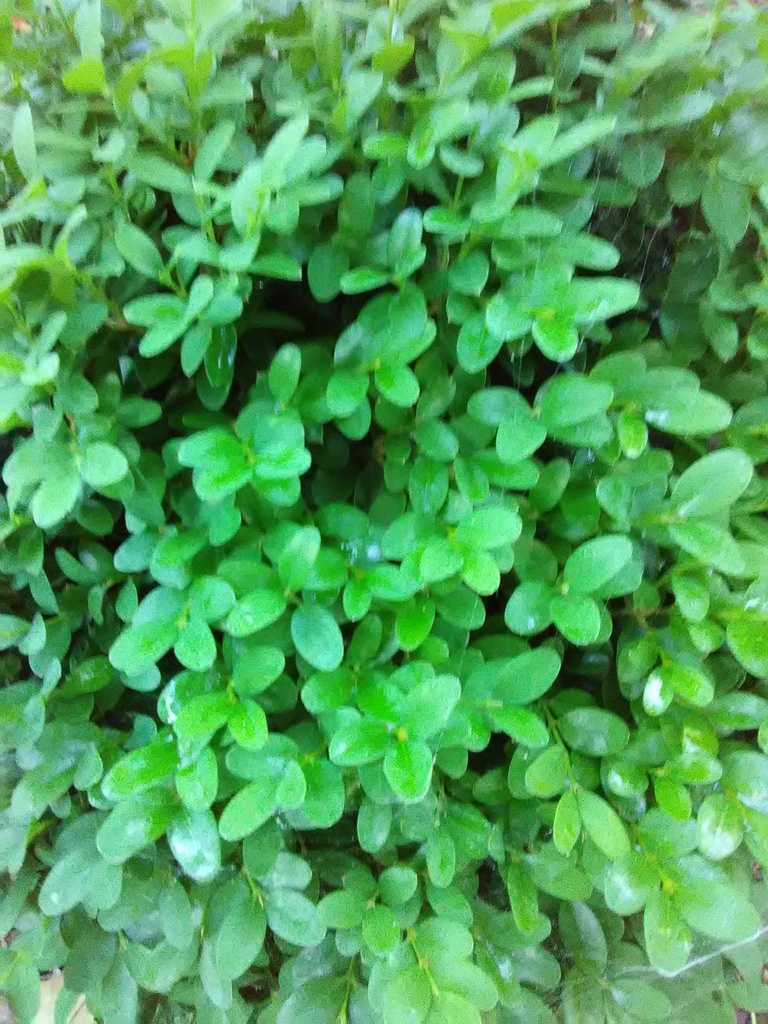 Old English Boxwood (Buxus sempervirens 'Suffruticosa') - image 4