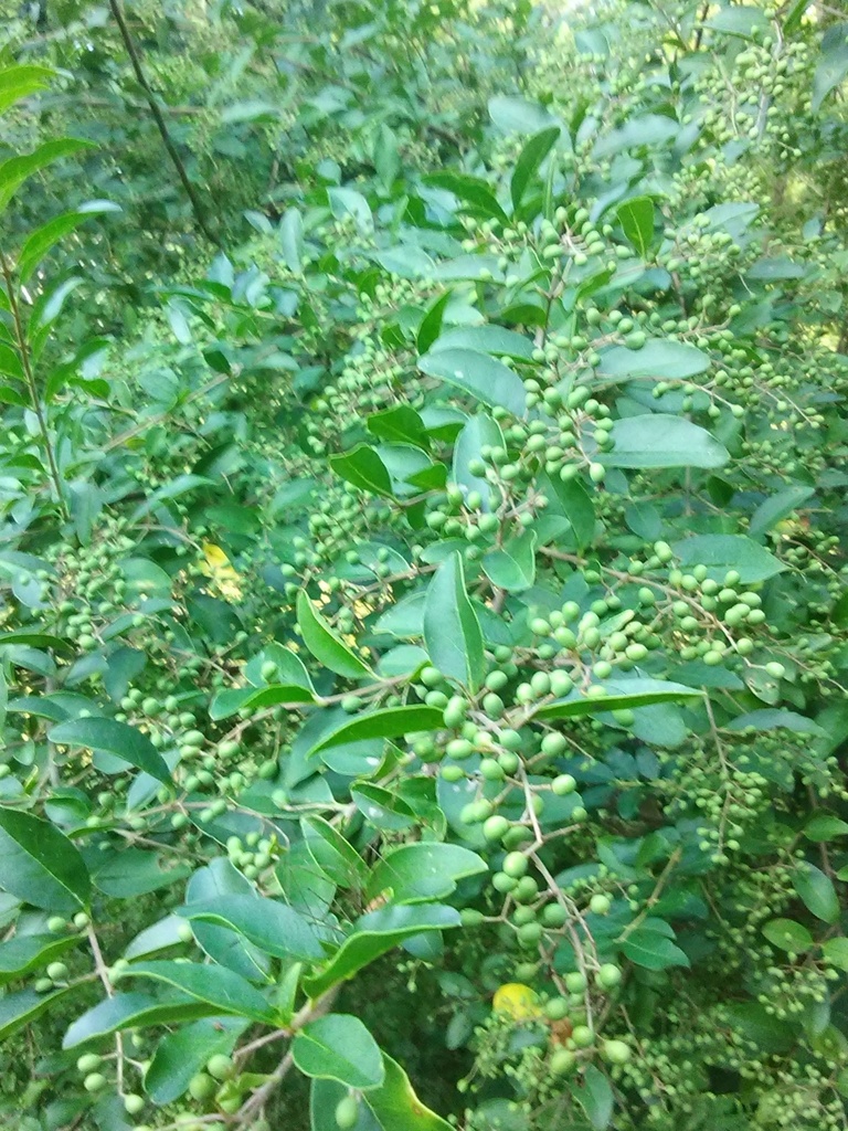 American Boxwood (Buxus sempervirens) - image 2