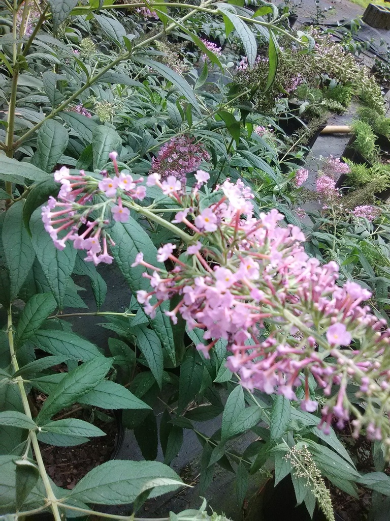 Pink Delight Butterfly Bush | Buddleia davidii 'Pink Delight' - image 2