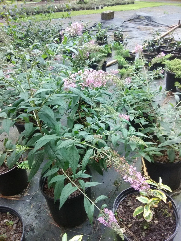 Pink Delight Butterfly Bush | Buddleia davidii 'Pink Delight' - image 4