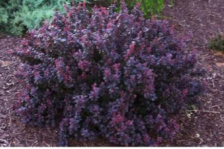 Crimson Pygmy Barberry (Berberis thunbergii 'Crimson Pygmy') - image 2