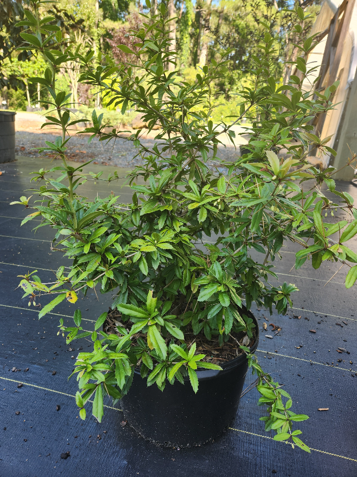 Wintergreen Barberry (Berberis julianae) – Evergreen Hedge Shrub - image 2