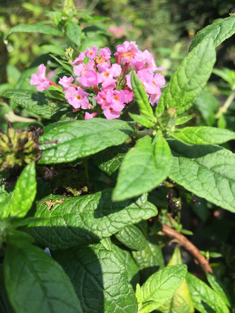 Pugster Pink Butterfly Bush – Compact Dwarf Buddleia - image 2
