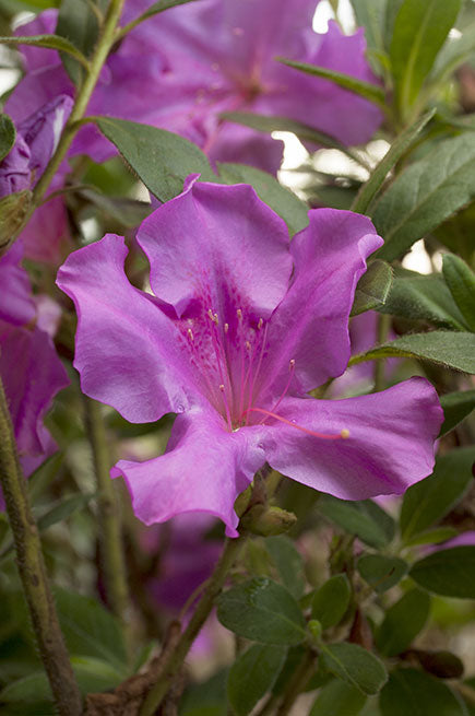 Autumn Royalty Encore Azalea - Reblooming Purple Evergreen - image 2