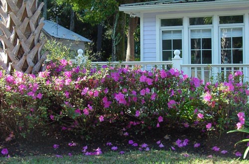 Autumn Royalty Encore Azalea - Reblooming Purple Evergreen - image 3