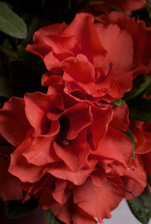 Autumn Embers Encore Azalea - Rhododendron 'Conleb' - image 2