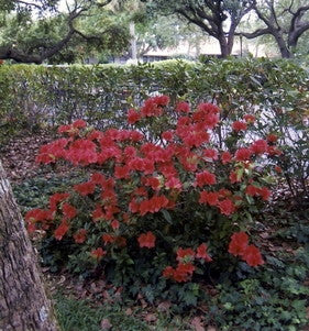 Red Formosa Azalea – Southern Indian Hybrid Evergreen Shrub - image 2