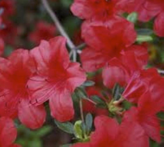 Red Formosa Azalea – Southern Indian Hybrid Evergreen Shrub - image 3