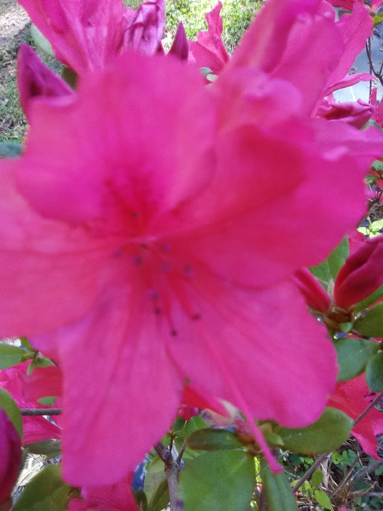 President Clay Evergreen Azalea – Southern Indian Hybrid - image 2