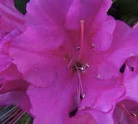 Purple Formosa Evergreen Azalea - image 2