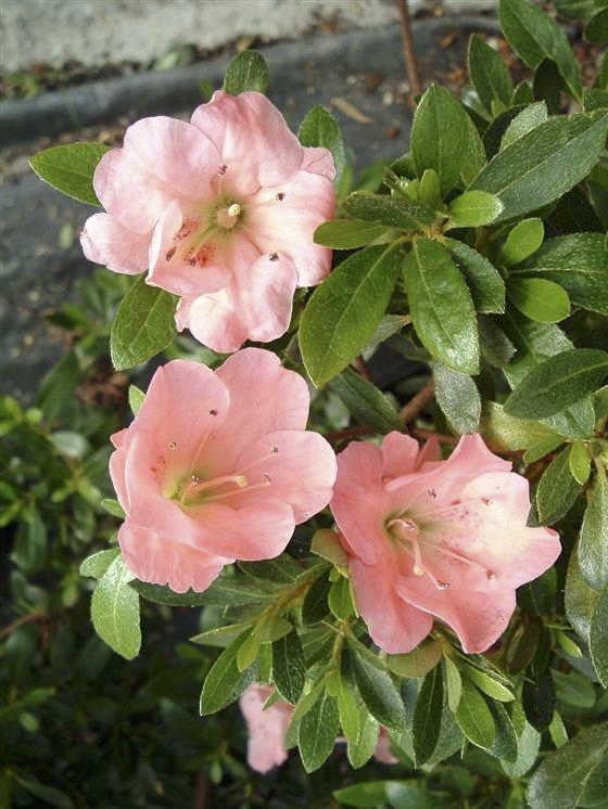 Wakaebisu Satsuki Evergreen Azalea - image 2