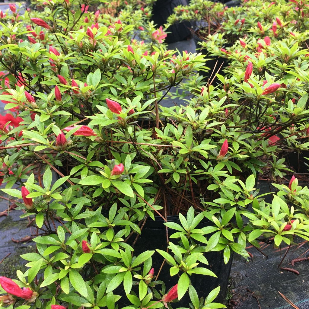 Flame Creeper Azalea - Satsuki Hybrid Spreading Evergreen - image 2